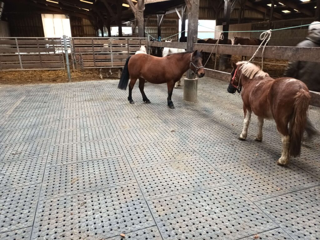 Dalle stabilisatrice manège avec trous de drainage pour aménagement d'une stabulation (sol en terre) - Valisol Dalle 40 Drain