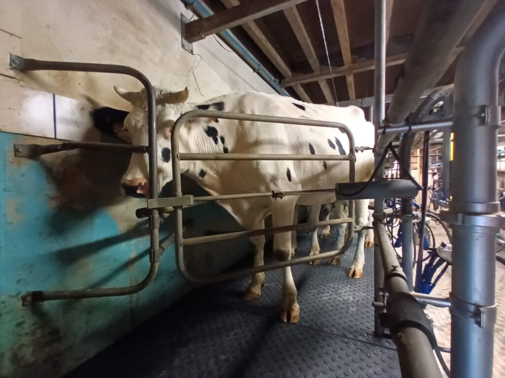 Tapis de circulation pour vaches - Valisol