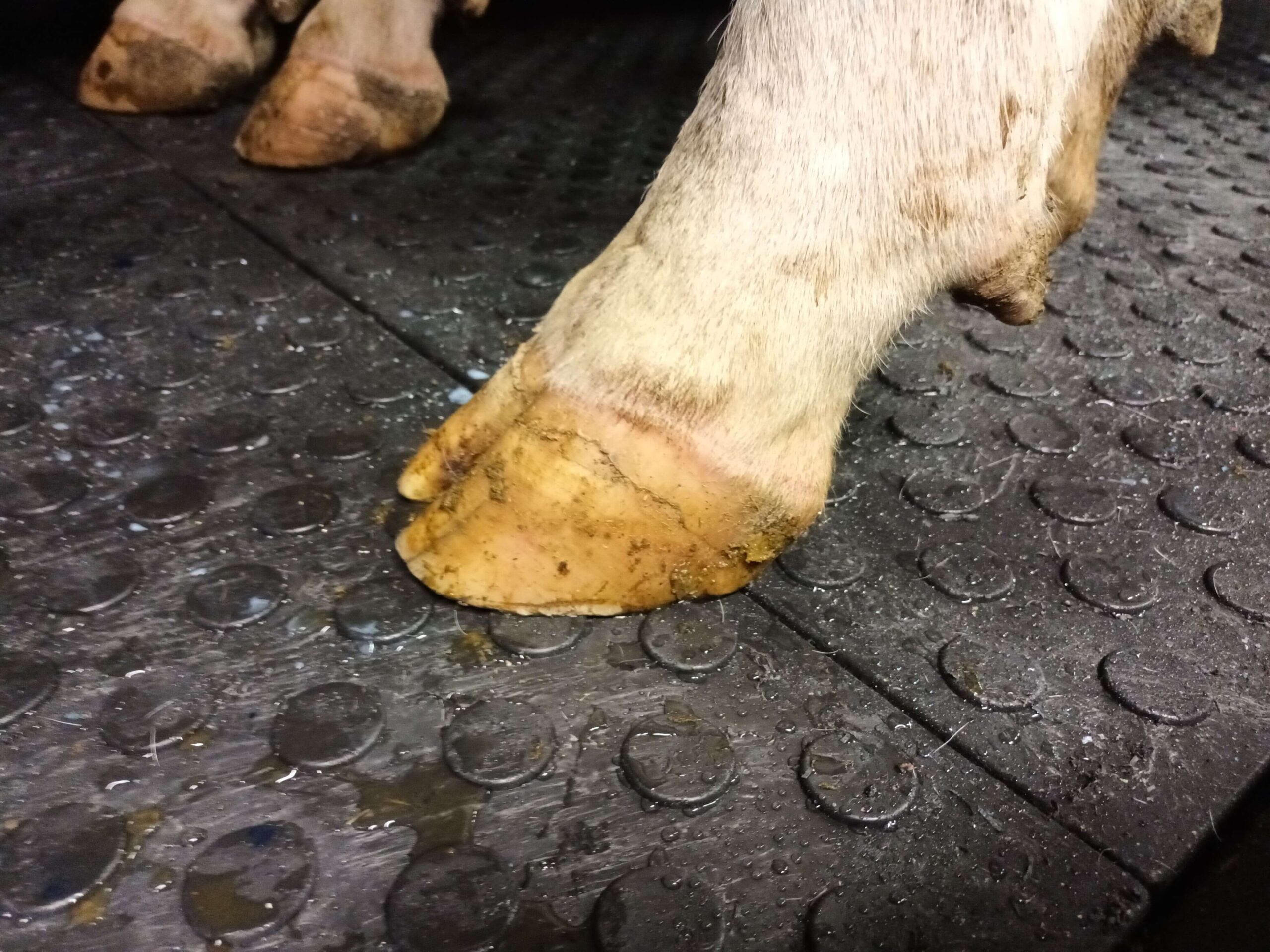 Tapis de circulation pour vaches - Valisol