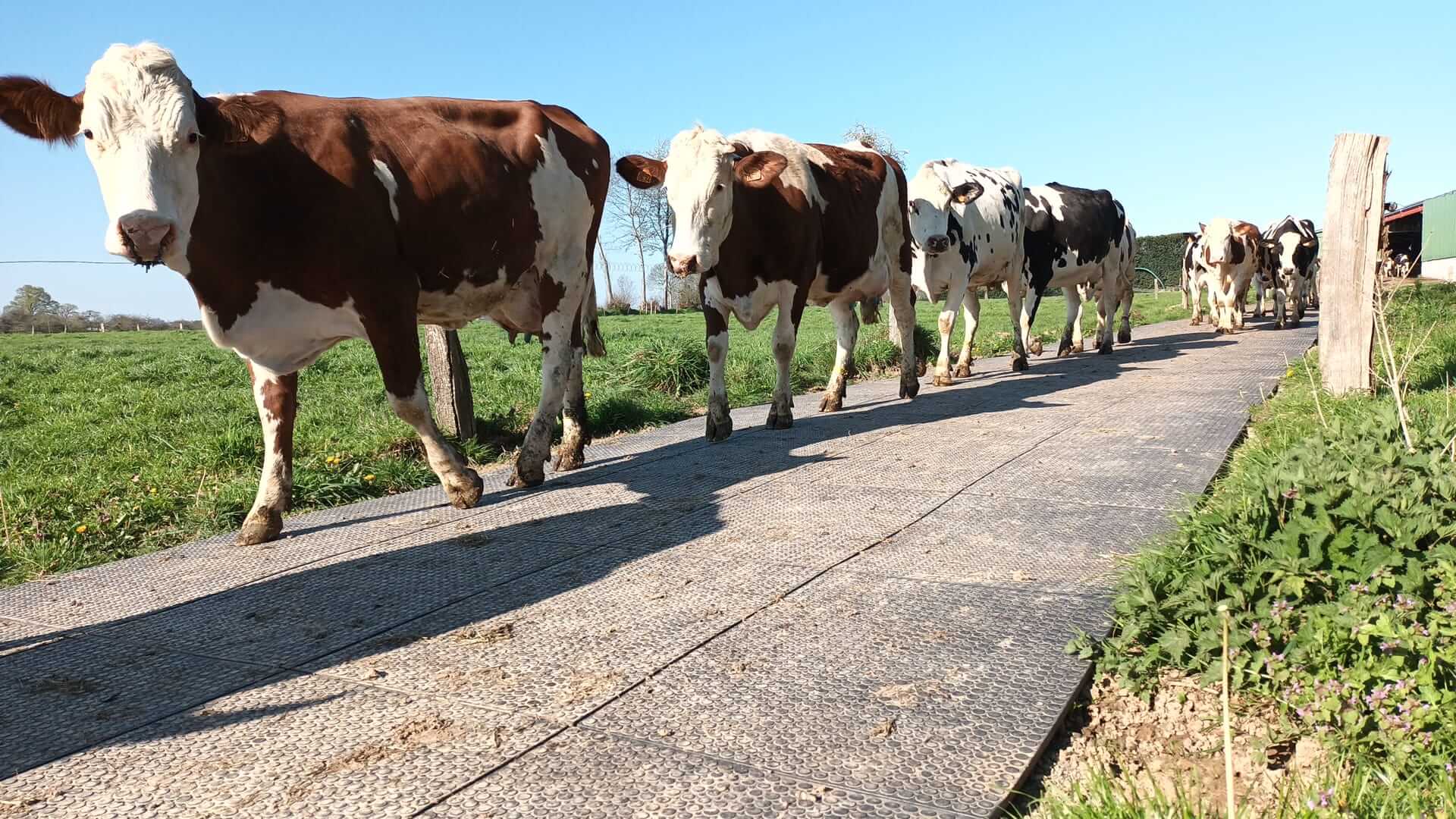 Tapis de circulation pour vaches - Valisol
