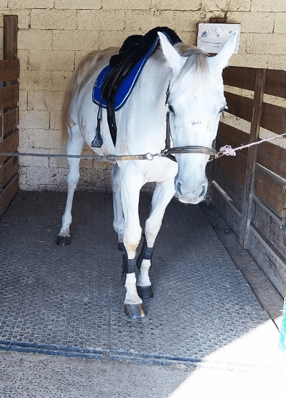 Dalle stabilisatrice chevaux et tapis d'écurie - Valisol