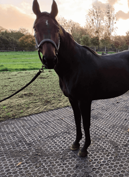 Dalles stabilisantes pour chevaux