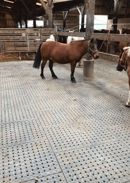 Dalles stabilisantes pour chevaux