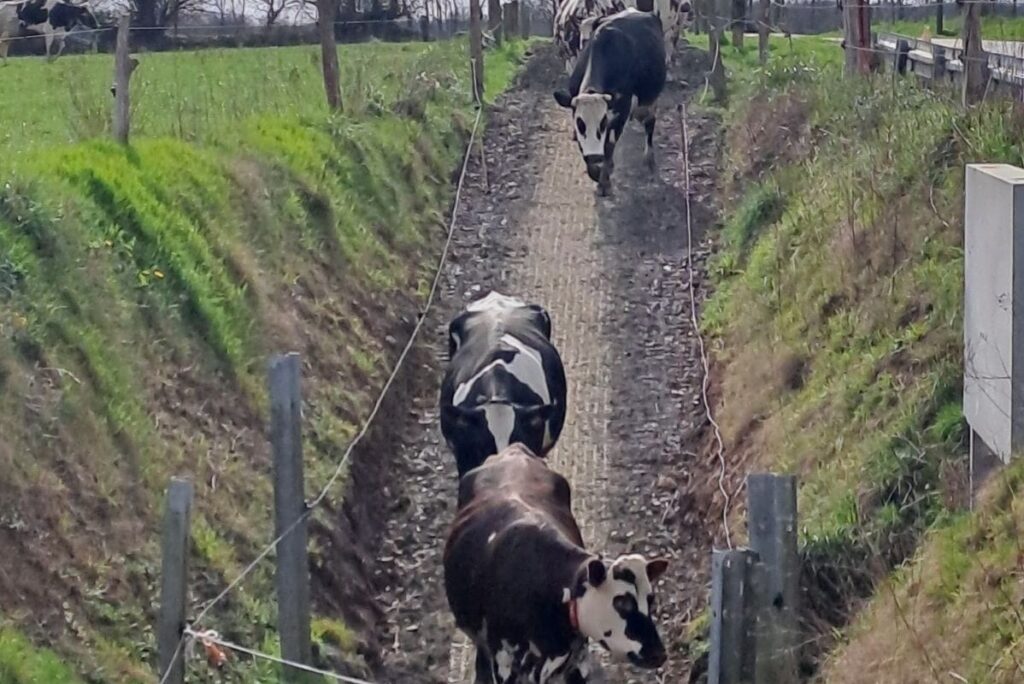 Dalles stabilisatrices Valisol à l'entrée d'un boviduc