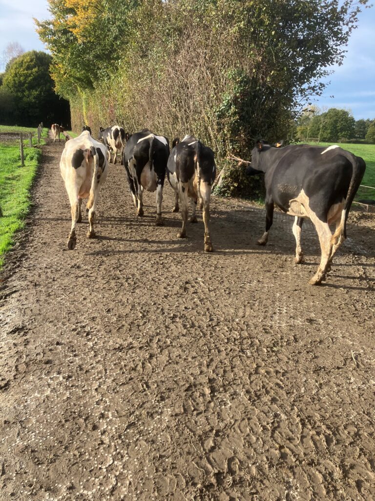 Vaches qui se déplace sur un sol stabilisé avec des dalles alvéolées Valisol