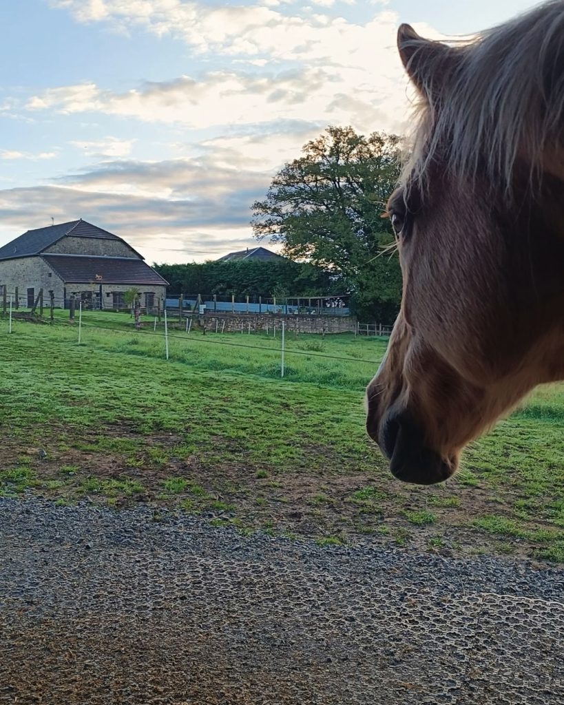 Paddock stabilisé avec des dalles paddock alvéolées