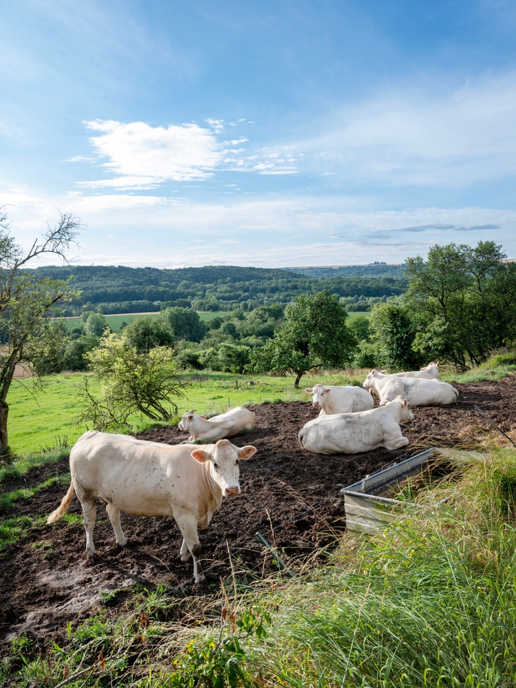 Vache dans la boue 